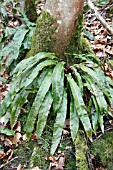 ASPLENIUM SCOLOPENIUM GROWING AT BASE OF TREE