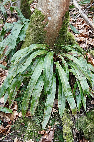 ASPLENIUM_SCOLOPENIUM_GROWING_AT_BASE_OF_TREE