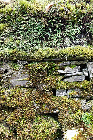 MOSSES_AND_FERNS_GROWING_ON_OLD_STONE_WALL
