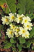 PRIMROSE  PRIMULA VULGARIS