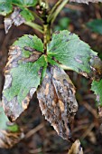 HELLEBORE LEAF SPOT CONIOTHYRIUM HELLEBORI ON HELLEBORUS