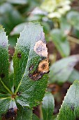 HELLEBORE LEAF SPOT CONIOTHYRIUM HELLEBORI ON HELLEBORUS