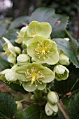 HELLEBORUS VIRIDIS