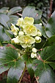 HELLEBORUS VIRIDIS