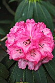RHODODENDRON MRS HENRY SHILSON