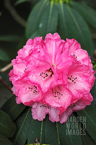 RHODODENDRON_MRS_HENRY_SHILSON