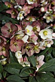 HELLEBORUS X ERICSMITHII