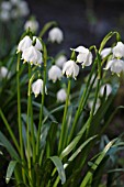 LEUCOJUM VERNUM