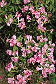 RHODODENDRON SETA BUSH IN FLOWER