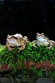 COMMON FROG (RANA TEMPORIA) ON MOSSY LOG