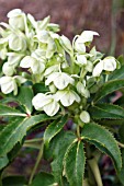 HELLEBOROUS ARGUTIFOLIUS  PLANT IN FLOWER