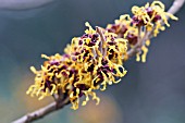 HAMAMELIS MOLLIS