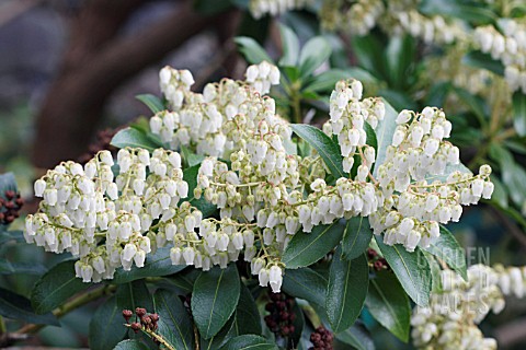 PIERIS_JAPONICA_TAIWANENSIS