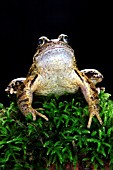 COMMON FROG (RANA TEMPORIA) ON MOSSY LOG