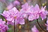 RHODODENDRON MUCRONULATUM