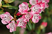 RHODODENDRON SETA