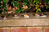 GARDEN SNAIL (HELIX ASPERSA) ALONG WALL