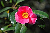 CAMELLIA JAPONICA TRICOLOUR