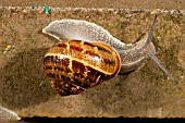 GARDEN SNAIL (HELIX ASPERSA) ALONG WALL