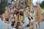 ALNUS GLUTINOSA TREE SHOWING FLOWERS, CATKINS AND LAST SEASONS CONES