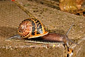 GARDEN SNAIL (HELIX ASPERSA) ALONG WALL