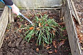 USING A FORK TO SHAKE SOIL FROM GRASS ROOTS