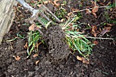 USING A FORK TO SHAKE SOIL FROM GRASS ROOTS