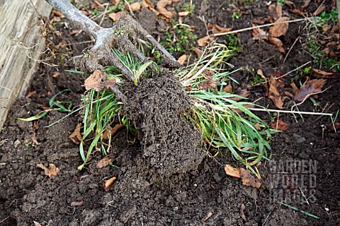 USING_A_FORK_TO_SHAKE_SOIL_FROM_GRASS_ROOTS