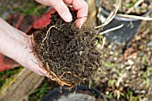 CHECKING ASPARAGUS PLANTS FOR VINE WEEVIL GRUBS