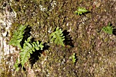 POLYPODIUM VULGARE GROWING ON OAK TREE