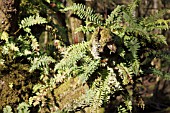 POLYPODIUM VULGARE GROWING ON OAK TREE