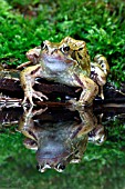 COMMON FROG (RANA ASPERA) REFLECTION AT POND EDGE