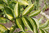 ELDERBERRY SHOWING SIGNS OF VIRAL ATTACK