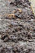 ROTTED FARMYARD MANURE ON VEGETABLE PLOT