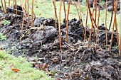 WELL ROTTED MANURE SPREAD ROUND RASPBERRY CANES