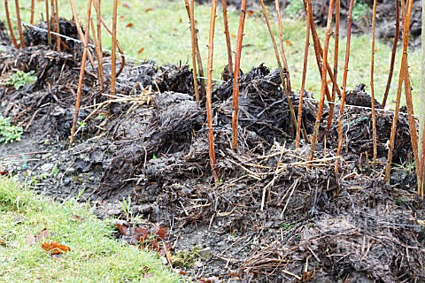 WELL_ROTTED_MANURE_SPREAD_ROUND_RASPBERRY_CANES