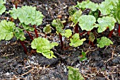 RHUBARB, EMERGING STALKS