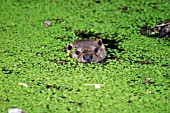 LUTRA LUTRA,  OTTER,  SWIMMING IN DUCKWEED,  FRONT VIEW