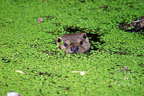 LUTRA_LUTRA__OTTER__SWIMMING_IN_DUCKWEED__FRONT_VIEW