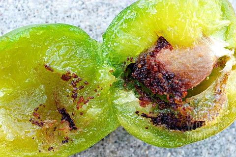 PLUM_FRUIT_MOTH_DAMAGE_CYDIA_FUNEBRANA_ON_GREENGAGE