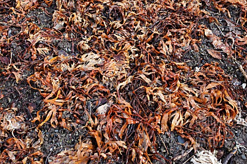 SEAWEED_CAN_BE_USED_AS_A_MULCHING_FERTILIZER