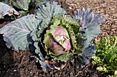 CABBAGE BRASSICA OLERACEA JANUARY KING