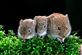 BANK VOLES (CLETHRIONOMYS GLAREOLUS) ADULT AND YOUNG