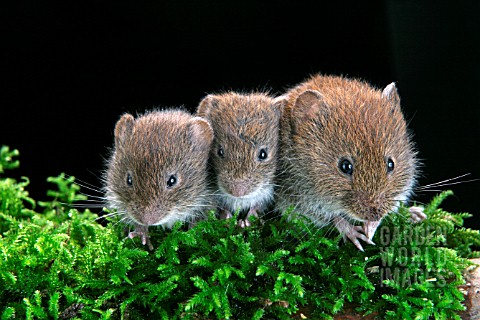 BANK_VOLES_CLETHRIONOMYS_GLAREOLUS_ADULT_AND_YOUNG