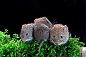 BANK VOLES (CLETHRIONOMYS GLAREOLUS) YOUNG