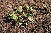 RHUBARB SHOWING NEW SPRING GROWTH THROUGH WELL ROTTED MANURE MULCH