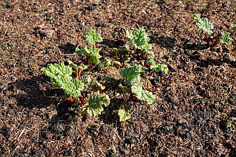 RHUBARB_SHOWING_NEW_SPRING_GROWTH_THROUGH_WELL_ROTTED_MANURE_MULCH