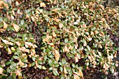 RHODODENDRON BLOOMS KILLED BY FROST