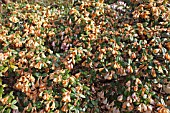 RHODODENDRON BLOOMS KILLED BY FROST