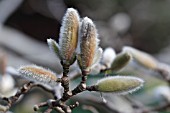 MAGNOLIA X LOBENERI, FLOWER BUDS